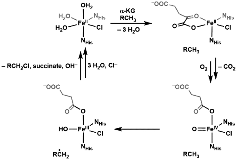 Scheme 4.