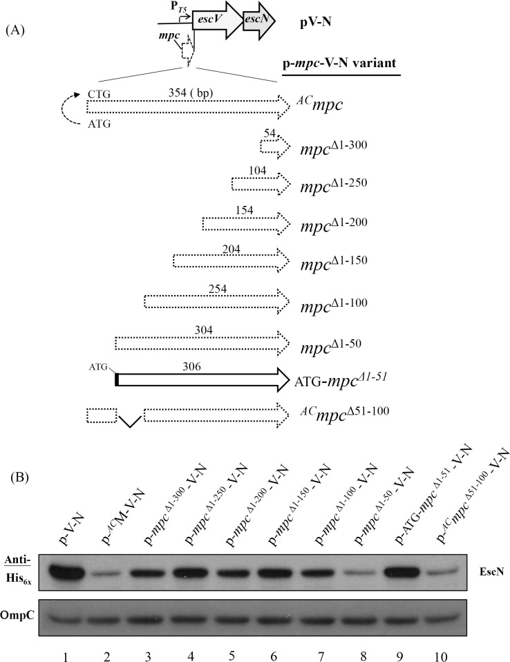 Fig 5