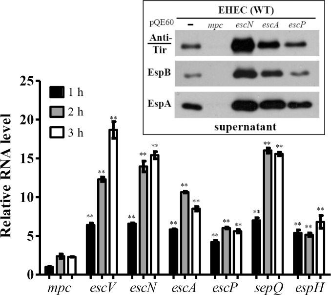 Fig 6