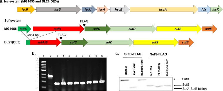 FIG 1