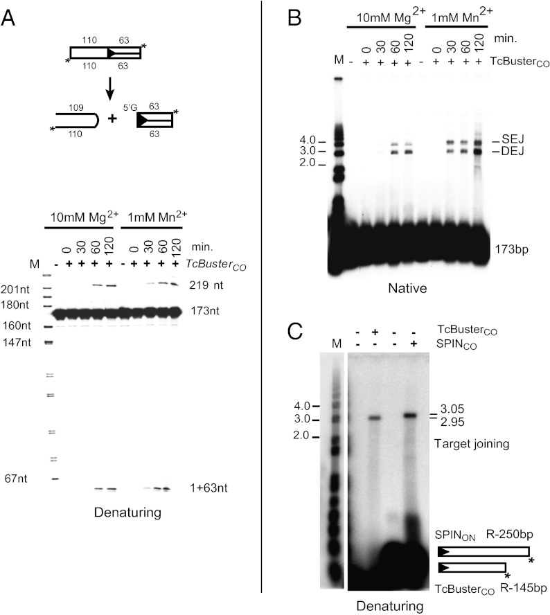 Fig. 9.