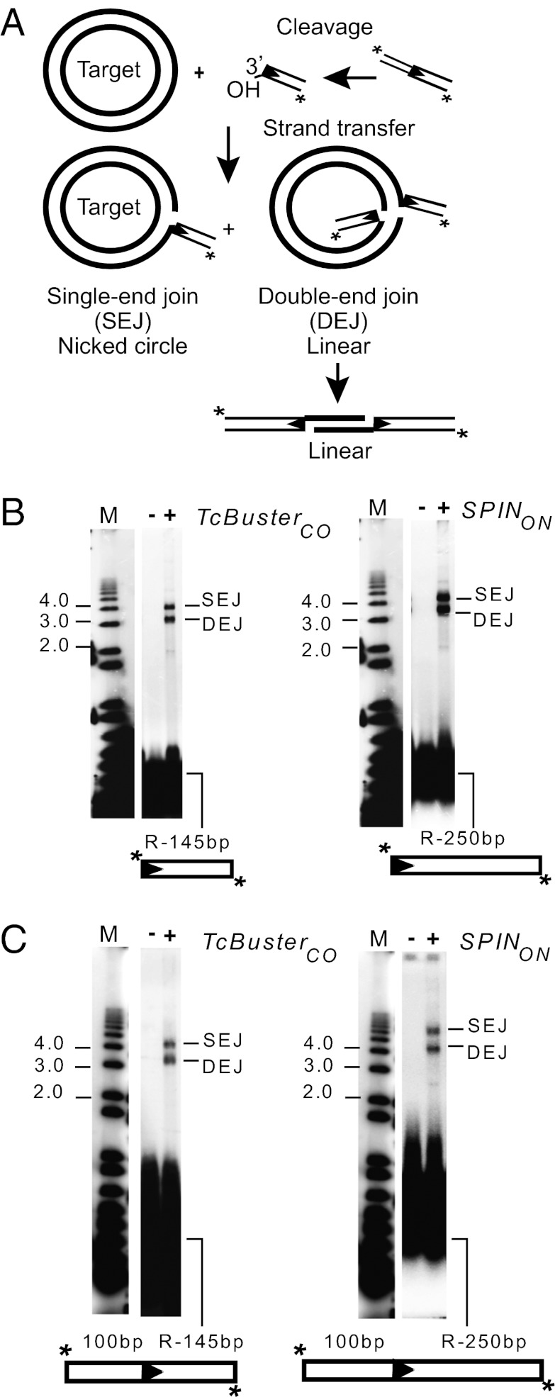 Fig. 8.