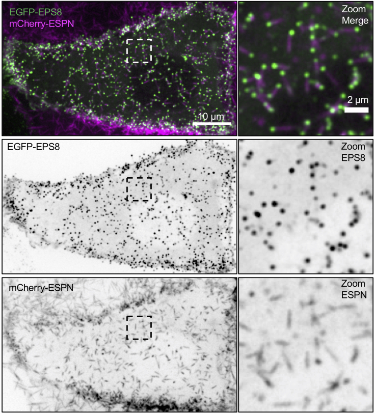 Figure 4