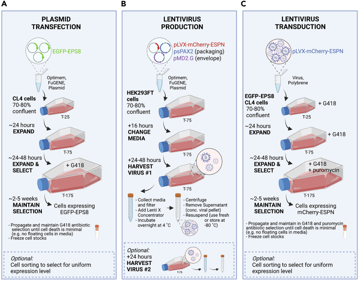 Figure 2