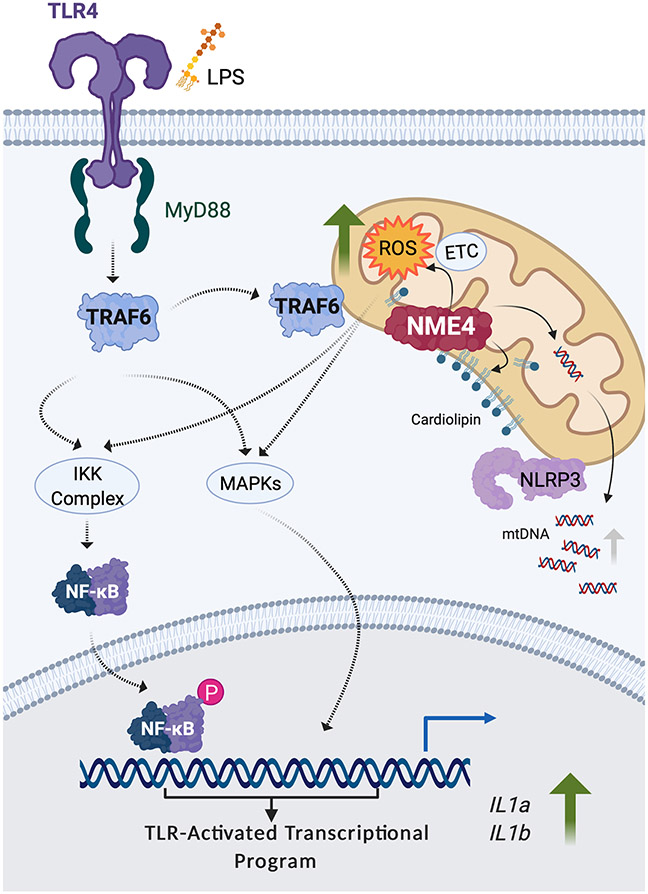 Fig. 7: