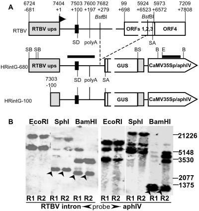 Fig 1.