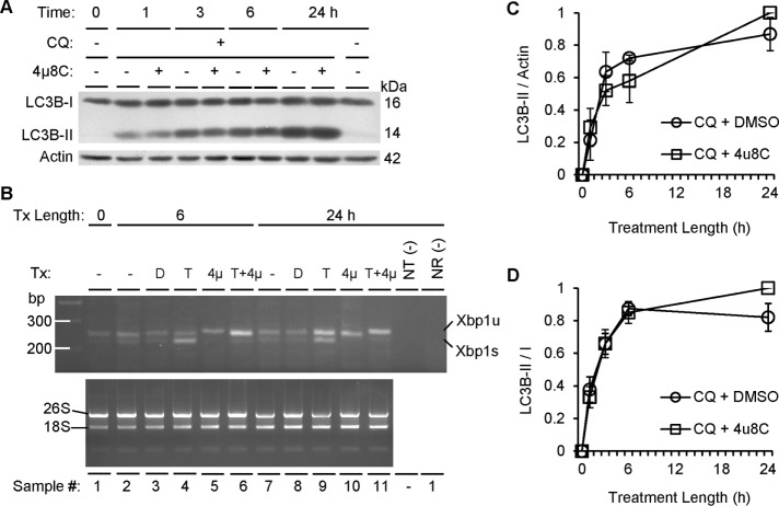 FIGURE 11: