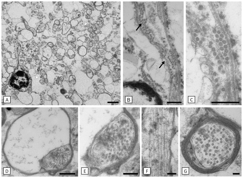 Fig. 8