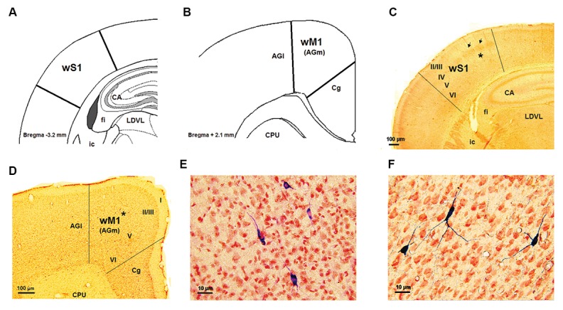 Fig.1