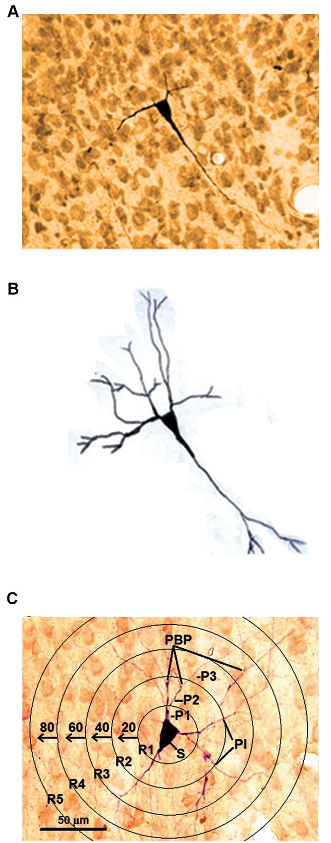 Fig.2