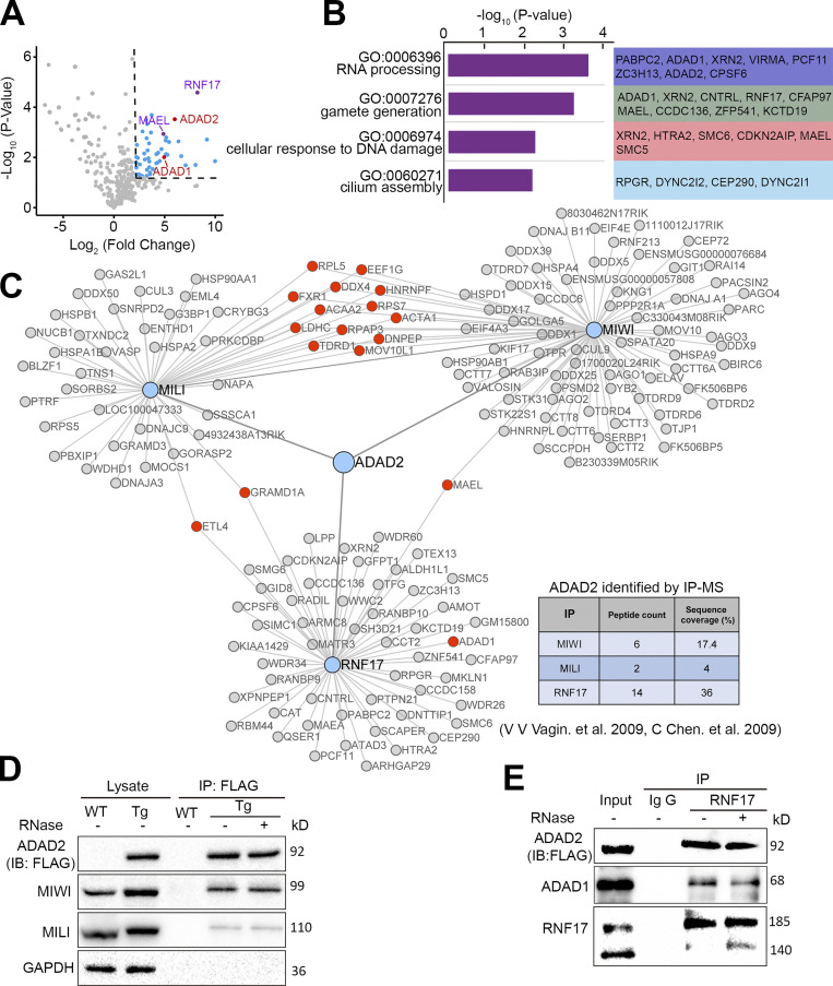 ADAD2 interacts with RNF17 in P-bodies to repress the Ping-pong cycle ...