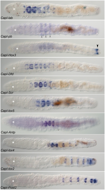 Figure 13