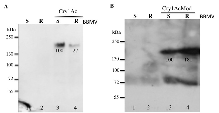 Fig 5