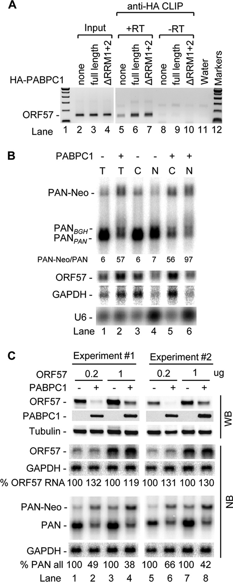 Fig 8