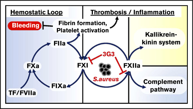 graphic file with name advances029983absf1.jpg