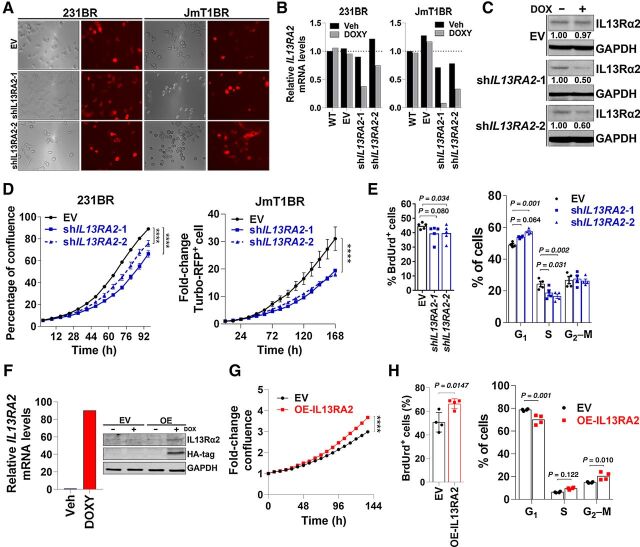 Figure 2. IL13Rα2 promotes proliferation of breast cancer cells. A, 231BR and JmT1BR3 cells were transfected with a lentiviral vector expressing the empty vector (EV) or shRNAs targeting IL13RA2 (shIL13RA2-1 or -2) upstream of Turbo-RFP reporter under doxycycline control. Image shows brightfield and RFP expression after 72 hours treatment with 1 μg/mL doxycycline. B, 231BR and JmT1BR3 cells expressing EV or shIL13RA2 were treated for 48 hours with vehicle or 1 μg/mL doxycycline. Graph shows IL13RA2 mRNA levels normalized to GAPDH and relative to WT (veh). C, Cells were cultured as in (B) for 72 hours, and IL13Rα2 protein expression was assessed by Western blot. GAPDH was used as loading control. Numbers indicate IL13Rα2 fold change relative to vehicle-treated cells. D, 231BR and JmT1BR3 cells expressing EV or shIL13RA2 were treated with doxycycline (1 μg/mL), and percentage of confluence (for clonal 231BR cells) or Turbo-RFP expression (for pooled JmT1BR3 cells) was measured over time using Incucyte live imaging (n = 5/6 treatment). Data analyzed with repeated measures ANOVA followed by multiple comparison post hoc corrections. ****, P < 0.001 at the last time point. E, 231BR cells expressing EV or shIL13RA2 were induced with doxycycline for 72 hours then treated with BrdUrd by 1 hour. BrdUrd incorporation (%, left) and cell-cycle analysis by PI (right) were measured by flow cytometry (n = 4). Adjusted P values are shown. F, Human IL13Rα2 with a hemagglutinin (HA) tag was overexpressed (OE) in a doxycycline inducible system in BT474M1 cells. IL13RA2 mRNA levels normalized to GAPDH and relative to the vehicle-treated cells (left). WB shows anti-HA and anti-IL13Rα2 (right). Induction with 0.5 μg/mL of doxycycline was allowed by 48 and 96 hours for qRT-PCR and WB, respectively. G, BT474M1 EV and OE-IL13RA2 cells were treated with 0.5 μg/mL of doxycycline and percentage of confluence measured over time as in D. Fold change in confluence relative to day 0 ± S.E.M. H, DNA replication and cell cycle were determined by BrdUrd (2 hours pulse) and propidium iodide (PI) incorporation in BT474M1 cells as in (E). ****, P < 0.001.