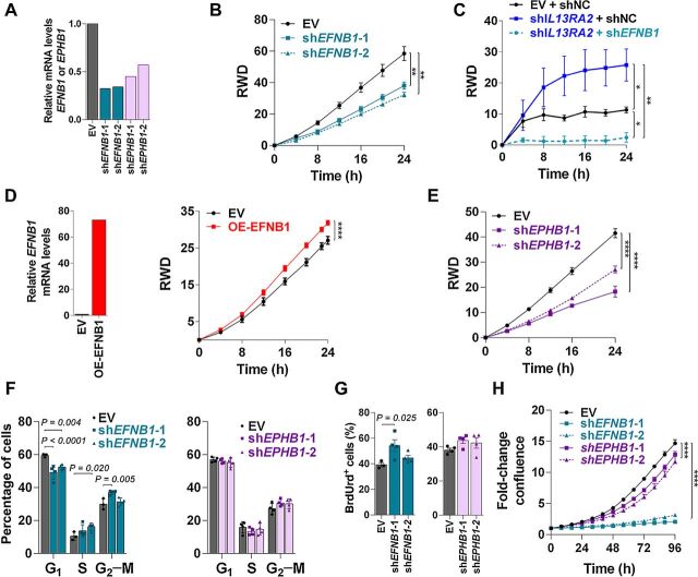 Figure 5. Downregulation of EFNB1 impairs invasion and promotes DNA synthesis. A, 231BR cells expressing EV or shRNAs targeting EFNB1 (shEFNB1–1/2) or EPHB1 (shEPHB1–1/2) were cultured for 48 hours. EFNB1 and EPHB1 mRNA levels were detected by RT-qPCR, normalized to GAPDH, and reported as relative to EV. B, 231BR cells expressing EV and shEFNB1–1/2 were plated in a confluent monolayer and serum starved overnight, and a modified Matrigel-filled scratch wound was used to assess invasion. Graph shows relative wound density (RWD) over time (n = 6–10 wells per group). Data analyzed with repeated measures ANOVA followed by multiple comparison post hoc corrections. **, P < 0.01; ****, P < 0.001 at the last time point. C, 231BR cells expressing EV or shIL13RA2 were transduced with shNC or shEFNB1 as indicated, and induced with doxycycline for 72 hours before plating. Invasion was measured as in B. *, P < 0.05; **, P < 0.01. D, 231BR cells were transfected with a lentiviral empty vector (EV) or overexpressing EFNB1 gene (OE-EFNB1). Left, Graph shows EFNB1 mRNA levels normalized to GAPDH and relative to EV cells. Right, Graphs show invasion of 231-EV and OE-EFNB1 analyzed as in B. ****, P < 0.001 at the last time point. E, 231BR cells expressing EV or shEPHB1–1/2 were plated and analyzed for invasion as in B. F, 231BR cells expressing EV and shEFNB1–1/2 or shEPHB1–1/2 were plated for 48 hours, treated with BrdUrd, 1 hour stained with PI for cell-cycle analysis. Graph shows cell-cycle analysis by flow cytometry (n = 4). Adjusted P values are shown. G, BrdUrd incorporation measured in cells from F. H, 231BR cells expressing EV and shEFNB1–1/2 or shEPHB1–1/2 were plated, and percentage of confluence was measured over time using Incucyte live imaging (n = 5 wells per treatment). Data analyzed with repeated measures ANOVA followed by multiple comparison post hoc corrections. ****, P < 0.001 at the last time point.