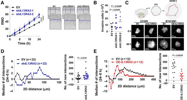 Figure 3. High levels of IL13Rα2 repress invasion of BC cells. A, 231BR cells expressing EV and shIL13RA2 were plated in a confluent monolayer and serum-starved overnight, and a modified Matrigel-filled scratch-wound was used to assess invasion. Left, Graph shows relative wound density (RWD) over time (left). Data analyzed with repeated measures ANOVA followed by multiple comparison post hoc corrections. ****, P < 0.001 at the last time point. Right, Representative images show invasive front. Blue line marks initial wound-edge. B, 231BR serum-starved cells were assessed for their ability to invade through a Matrigel-coated filter (8-μm pore size) in Boyden chambers. Graph shows number of cells in the lower reservoir after 24 hours. C, Invasion assay in organotypic brain slices. 231BR and BT474M1 eGFP+ spheres expressing EV, shIL13RA2 (for 231BR cells) or OE-IL13RA2 (for BT474M1 cells) were seeded on top of organotypic brain slices. Edges of spheres were monitored over time by fluorescence microcopy and new intersections to concentric circles determined. Representative images for the same sphere/treatment at 0 and 48 hours are shown. D, 231BR EV or shIL13RA2 cells were assayed as in C and new intersections quantified after 24 hours. Left, Median number of new intersections/sphere in 5-μm increments from initial sphere edge 24 hours. Right, Total number of new intersections per sphere after 24 hours. E, Invasion of BT474M1 EV or OE-IL13RA2 cells was analyzed as in D.