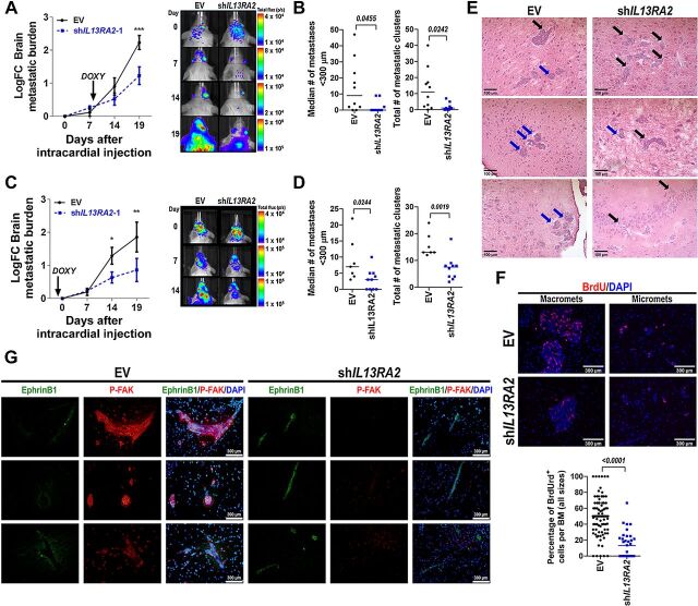 Figure 6. Downregulation of IL13Rα2 reduces brain metastatic progression. A, Female NSG mice were injected intracardially with 175.000 231BR-EV (n = 10) or shIL13RA2 cells (N = 9) expressing luciferase, and cells were allowed to seed and colonize for 7 days before induction with doxycycline. Brain metastatic burden was measured via in vivo imaging immediately after cell injection and the indicated times. Head total flux for each animal was normalized to brain signal at time 0 (Fold Change FC). Left, Graph shows Log-transformed FC ± SEM over time for EV versus shIL13RA2-injected mice. Arrow indicates start point for doxycycline treatment. Normally distributed Log-transformed FC values were analyzed using Repeated Measures Mixed effects. Right, Representative image of brain metastatic burden in mice injected with shEV and shIL13RA2. ***, P = 0.0007 at the indicated time point. B, Histologic quantification of BMs from mice in A. Left, Each dot represents the median number of micrometastases (<300 μm) per mouse, and the line designates the group median. Right, Each dot represents the total number of metastatic clusters per mouse. Data were analyzed using the Mann–Whitney test. C, Female NSG mice were injected as in A (n = 10/group), but cells and mice had been pretreated with doxycycline for 2 days before cell injection. Left, Graph shows Log-transformed FC ± SEM over time for EV versus shIL13RA2 injected mice. Normally distributed Log-transformed FC values were analyzed using Repeated Measures Mixed effects. *, P = 0.045; **, P = 0.0052 at the indicated time points. Right, Representative image of brain metastatic burden in mice injected with shEV and shIL13RA2 in this experiment. D, Histologic quantification of BMs for mice in C surviving at day 19 (n = 7 for EV, N = 10 for shIL13RA2). E, Representative images of BM in EV versus shIL13RA2 from A to B. Blue arrows denote BMs with a “less invasive” growth pattern, black arrows BMs with invasive fronts. F, Mice from A were injected with BrdUrd 2 hours before euthanasia, and BrdUrd incorporation in BMs was quantified by IF. Top, Representative image of BrdUrd staining in macro- and micromets from EV versus shIL13RA2 mice. Bottom, Percentage of BrdUrd+ cells quantified in individual metastases from four mice with histologically detectable BMs per group. G, Double-IF staining of p-FAK (red) and ephrin B1 (green) in BMs from EV versus shIL13RA2 mice. Blue is DAPI.