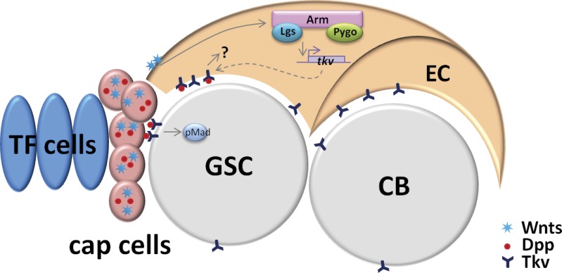 Figure 7.