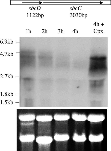 FIG. 4.