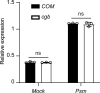 Figure 5—figure supplement 1.