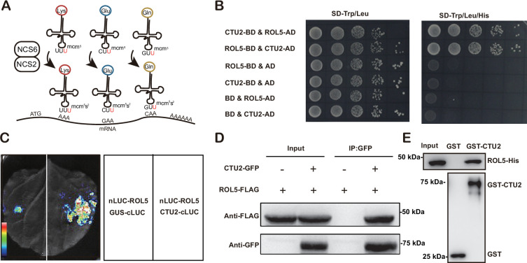 Figure 2.