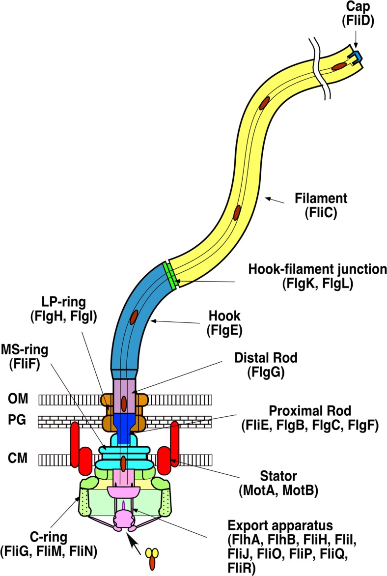 Fig. 1