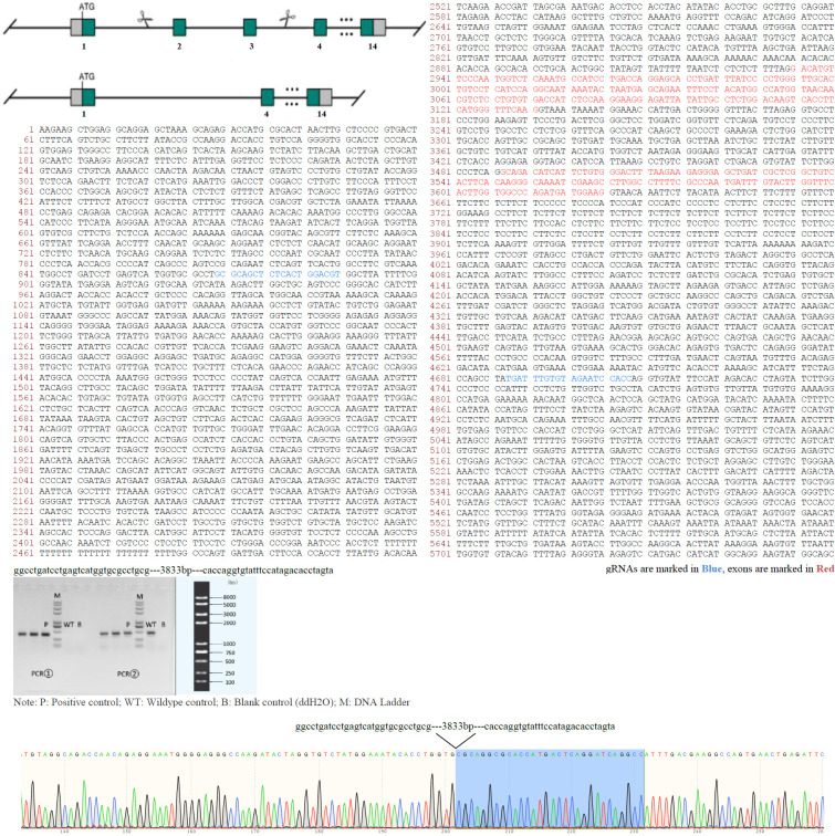 Figure 4—figure supplement 1.