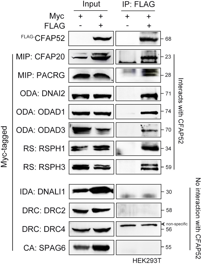 Figure 7—figure supplement 1.