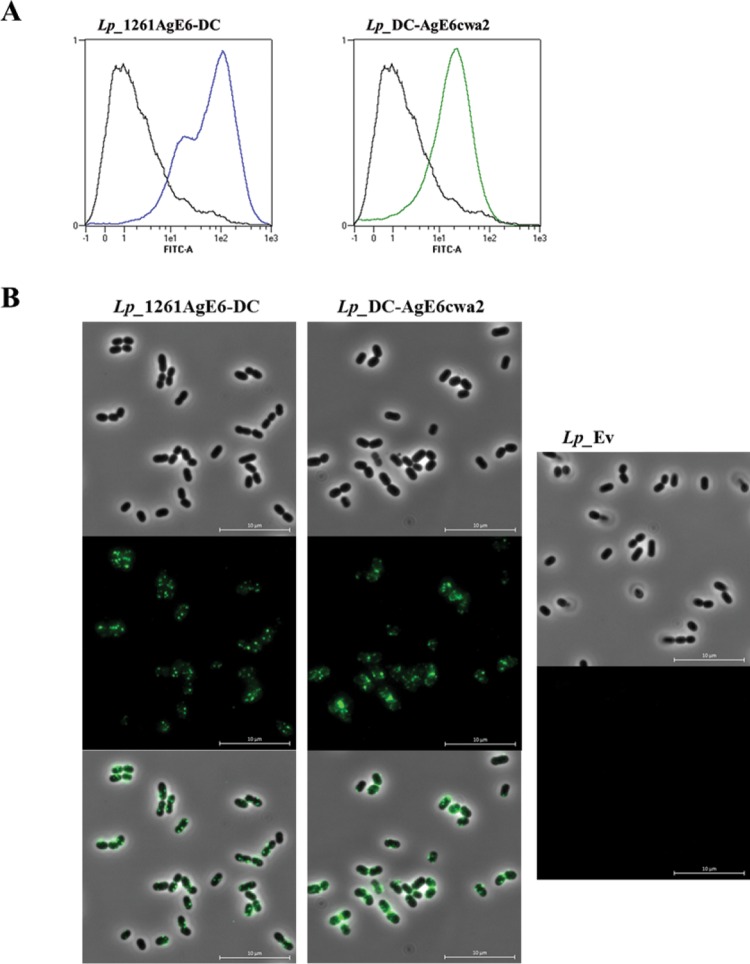 FIG 3