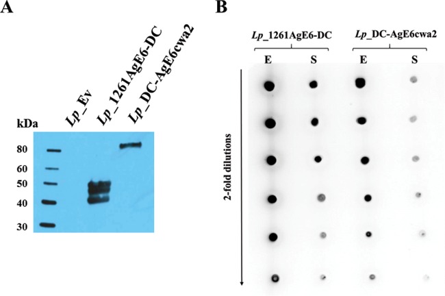 FIG 2