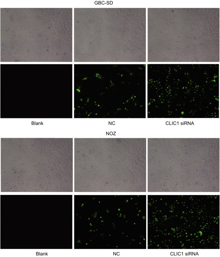 Figure 5