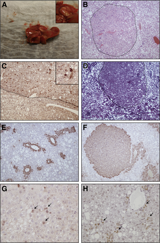 Figure 6