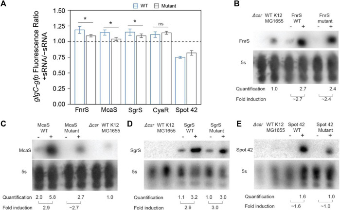 FIGURE 4