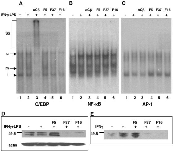 FIG. 5.