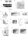 Figure 2. Spontaneous trametinib resistance through MAP2K1 mutation or HES1 upregulation. A, VOA-6406 cells were plated at low density, and spontaneous trametinib-resistant clones were selected by 4–6 weeks of exposure to 5 or 20 nmol/L trametinib as indicated. Selected clones were subjected to targeted sequence analysis of 178 cancer-associated genes (NKI-178 panel). B, Western blot analysis of total lysates generated from the parental VOA-6406 (PAR) and the monoclonal VOA-6406 R#1, R#2, R#3, R#4, and R#5 lines exposed to 5 nmol/L trametinib for 2 days. Blots were probed with the indicated antibodies. HSP90 was used as a loading control. C, The parental VOA-6406 (PAR) and monoclonal VOA-6406 R#1, R#2, R#3, R#4, and R#5 lines were subjected to mRNA expression analysis with QRT-PCR. mRNA levels of HES1 were normalized to the expression of GAPDH, and displayed is the relative expression in the indicated monoclonal trametinib-resistant lines. Error bars, SD. D, Colony-formation assays were performed with the VOA-6406-R#2 line, which was infected with shCTRL (scrambled hairpins) and shHES1 constructs. Stably selected cells were exposed to increasing trametinib concentrations as indicated. The cells were fixed, stained, and scanned after 11 days. Colony-formation assays were performed in triplicate, and a representative staining is shown. E, Western blot analysis of total lysates generated from the shCTRL- and shHES1-transduced VOA-6406 and VOA-6406-R#2 lines. Blots were probed with HES1 and HSP90 (loading control) antibodies. F, Crystal Violet quantification of colony-formation assays performed as described in D. Displayed are the relative values compared with untreated condition. Error bars, SD. G, Colony-formation assays were performed with VOA-6406-R#2 incubated in the presence of trametinib (0, 5, 10 nmol/L) and/or the HES inhibitor JI051 (25 nmol/L) as indicated. The cells were fixed, stained, and scanned after 10 days. H, CI were calculated for the trametinib/JI051 combination in parental VOA-6406 and VOA-6406-R#2. All 384-well growth assays were performed multiple times and were normalized to positive (POA) and negative (DMSO) controls. Displayed are the median CI values of the synergy 5 × 5 concentration matrix. Error bars, SD. Values below 0.9 indicate synergy. I, Western blot analysis of total lysates generated from parental (PAR) and TRAM resistant (RES) subclones derived from iOvCa241 by prolonged TRAM (20 nmol/L) exposure. Blots were probed with the indicated antibodies. HSP90 was used as a loading control. J, Parental and TRAM-resistant cell line pairs were plated at equal densities, and the next day total lysates were subjected to Western analysis with the indicated antibodies. K, Colony-formation assays were performed in VOA-6406-gCTRL#1 and VOA-6406-gMAP3K1#2 with increasing (combination) dosage of trametinib and the gamma-secretase inhibitor RO4929097 as indicated. The cells were fixed, stained, and scanned after 7 days. Colony-formation assays were performed in triplicate, and a representative staining is shown.