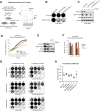 Figure 3. Genome-wide trametinib enhancer screen identifies SHOC2. A, Schematic overview of genome-wide trametinib enhancer screen in VOA-4627 cell line with the Brunello library targeting 19,114 genes. Cells were infected with MOI below 0.5 and 1,000× representation of guides. Trametinib selection was performed for 10 days, after which gRNA abundance was determined in treated (tr) over untreated (ut) conditions through deep sequencing. Screens were performed in triplicate. Validated hit SHOC2 is highlighted in the bubble plot presentation of the RRA MAGeCK analysis. FDR threshold <0.1. B, Colony-formation assays were performed with VOA-4627 cells stably infected with shCTRL, shSHOC2#1, and shSHOC2#2. Plated cells were exposed to 2 nmol/L trametinib concentrations as indicated. The cells were fixed, stained, and scanned after 10 days. C, Western blot analysis of total lysates generated from shCTRL, shSHOC2#1, and shSHOC2#2 VOA-4627 lines exposed to 0 and 10 nmol/L trametinib for 4 days. Blots were probed with the indicated antibodies. HSP90 was used as a loading control. D, Cell proliferation assay (IncuCyte) was performed for the doxycycline (DOX) inducible shSHOC2 VOA-6406 cell line with the MEKi trametinib (TRAM 2 nmol/L) in the absence or presence of DOX 0.5 μg/mL. E, Western blot analysis of total lysates generated from the doxycycline-inducible shSHOC2 VOA-6406 cell line (without and with DOX 0.5 μg/mL) exposed to 0 and 2 nmol/L trametinib for 2 days. Blots were probed with the indicated antibodies. ACTIN was used as a loading control. F, Cell viability (crystal violet) assay was performed with a doxycycline-inducible shSHOC2 VOA-6406 cell line (without and with DOX 0.5 μg/mL) in the presence of the indicated drugs; MEKi trametinib (TRAM, 2 nmol/L), pan-RAF inhibitor (LY3009120, 10 nmol/L) after 4 days of drug exposure. Crystal violet measurements were normalized to their respective DMSO controls. G, Colony-formation assays were performed with VOA-3723, VOA-4627, VOA-6406, VOA-6406-R#1, VOA-6406-R#2, and VOA-6406-R#5 with increasing (combination) dosage of trametinib and the pan-RAFi LY3009120 as indicated. The cells were fixed, stained, and scanned after 7 days. H, CI were calculated for the trametinib/LY3009120 combination in a 384-well format normalized to positive (POA) and negative (DMSO) controls. All 384-well growth assays were plated in quadruple and performed multiple times. Displayed are the median CI values of the synergy 5 × 5 concentration matrix. Error bars, SD. CI scores are defined as: <0.1 very strong synergism; 0.1–0.3 strong synergism; 0.3–0.7 synergism; 0.7–0.85 moderate synergism; and 0.85–0.9 slight synergism.