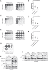 Figure 4. MEKi/pan-RAFi synergy with the pan-RAFi BGB283. Colony-formation assays and CI calculations were performed for the cell line pairs VOA-6406-PAR and VOA-6406-R#2 (A, B), iOvCa241-PAR and iOvCa241-RES (C, D), and VOA-6406-gCTRL#1 and VOA-6406-gMAP3K1#2 (E, F) with increasing (combination) dosage of trametinib and the pan-RAFi BGB283 as indicated. The cells were fixed, stained, and scanned after 7 days. Colony-formation assays were performed in triplicate, and a representative staining is shown. CI were calculated for the trametinib/BGB283 combination in 384-well format normalized to positive (POA) and negative (DMSO) controls. All 384-well growth assays were plated in quadruple and performed multiple times. Displayed are the median CI values of the synergy 5 × 5 concentration matrix. Error bars, SD. CI scores are defined as: <0.1 very strong synergism; 0.1–0.3 strong synergism; 0.3–0.7 synergism; 0.7–0.85 moderate synergism; and 0.85–0.9 slight synergism. G, Colony formation washout experiment with VOA-6406. Cells were exposed to the indicated drugs for 1 week, after which cells were washed and cultured in a normal medium without drugs for 3 weeks. Cells were fixed, stained, and scanned. H and I, Western blot analyses of total lysates generated from the parental and TRAM-resistant cell line pairs iOvCa241-PAR/RES (G) VOA-6406-PAR/VOA-6406-R#2 and VOA-6406 gCTRL#1/gMAP3K1#2 (H) exposed to 1 μmol/L BGB283 (B), 10 nmol/L trametinib (T) or the combination (B/T). Blots were probed with the indicated antibodies.