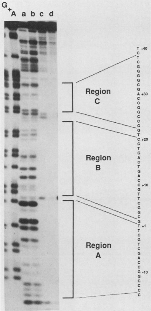 graphic file with name molcellb00043-0202-a.jpg