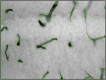 Fig 9