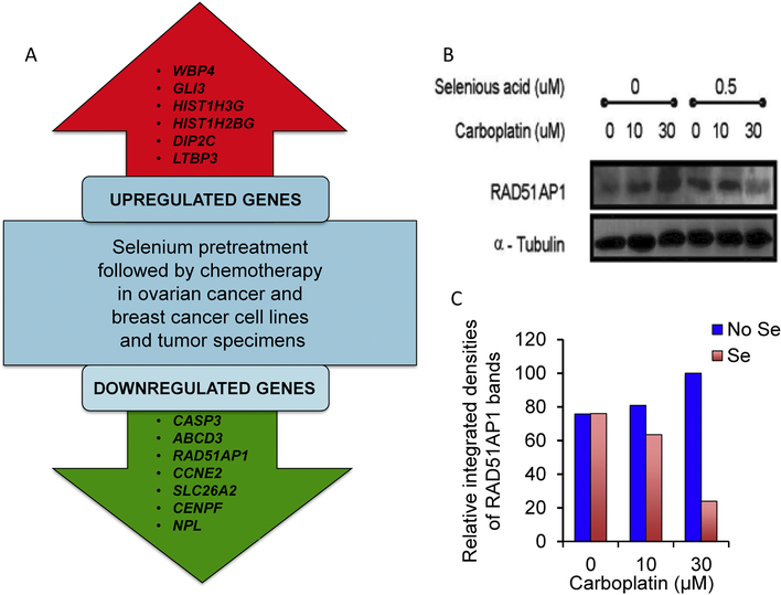 Figure 1: