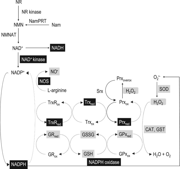 Figure 1.