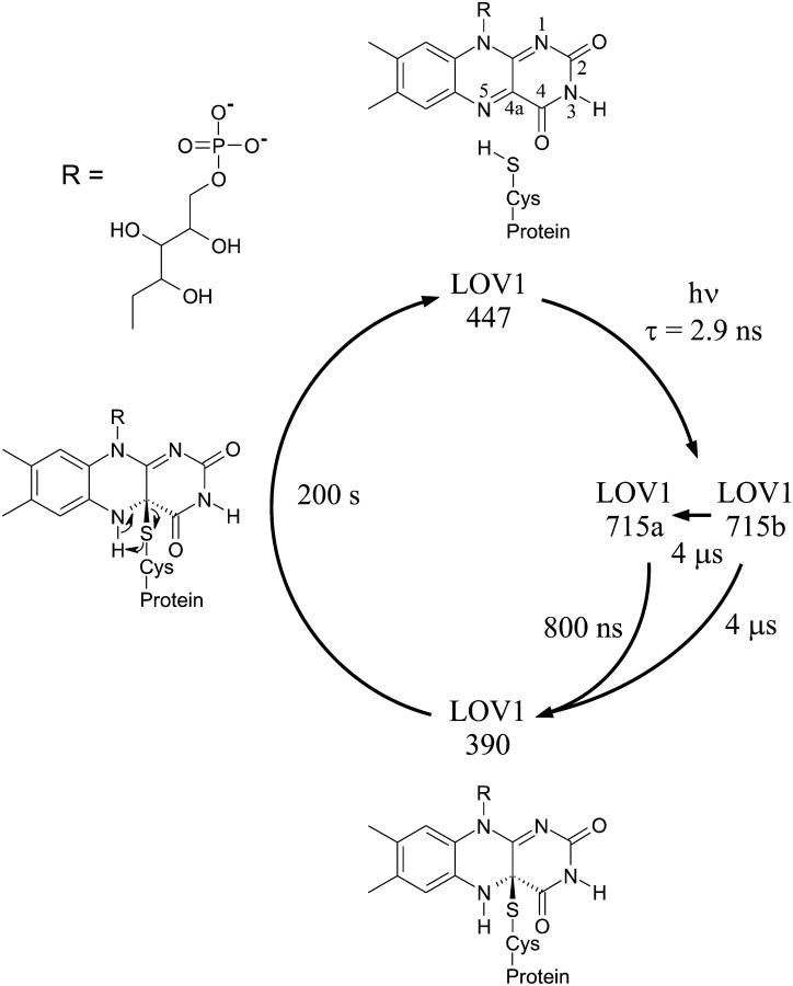 FIGURE 1