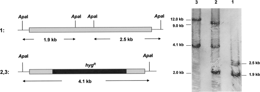 FIG. 2.