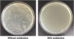 Figure 5—figure supplement 1.