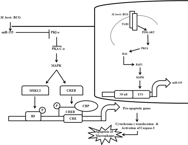 Fig 11