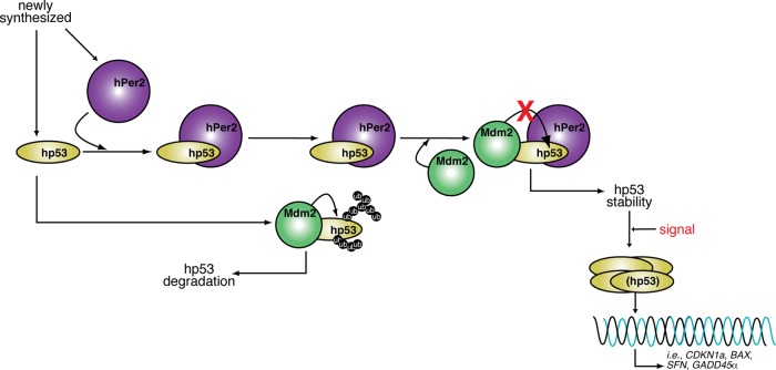 FIGURE 5: