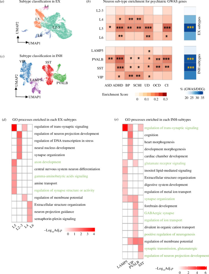 Specific neuronal subtypes show enrichment for GWAS-associated genes for neuropsychiatric disorders