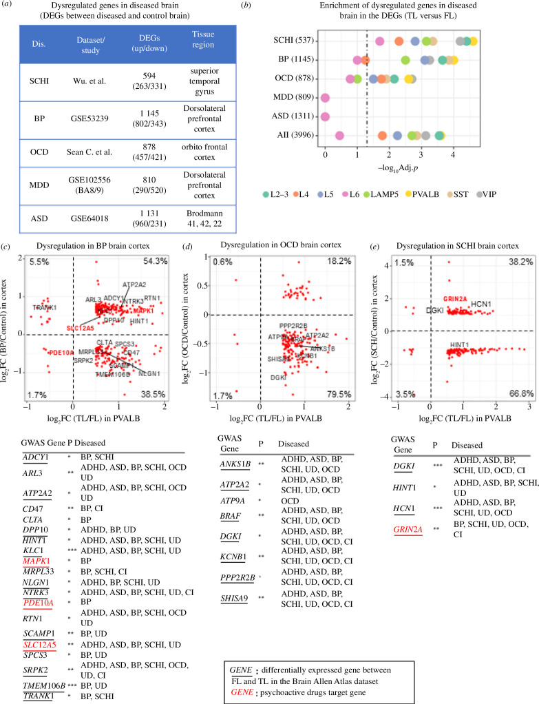 Genes expressed in PVALB neurons from the TL are also dysregulated in neuropsychiatric diseased brain tissue